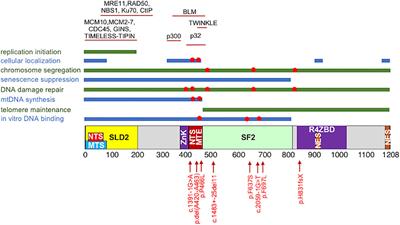 Molecular Mechanisms of the RECQ4 Pathogenic Mutations